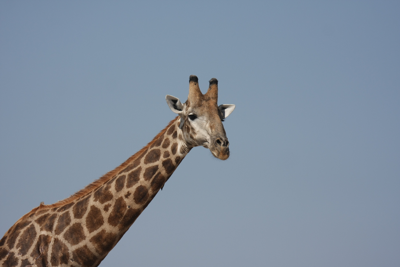 [23644] 2016_06_30_05_02_31_Africa_Canon_EOS_40D_IMG__11436.jpg