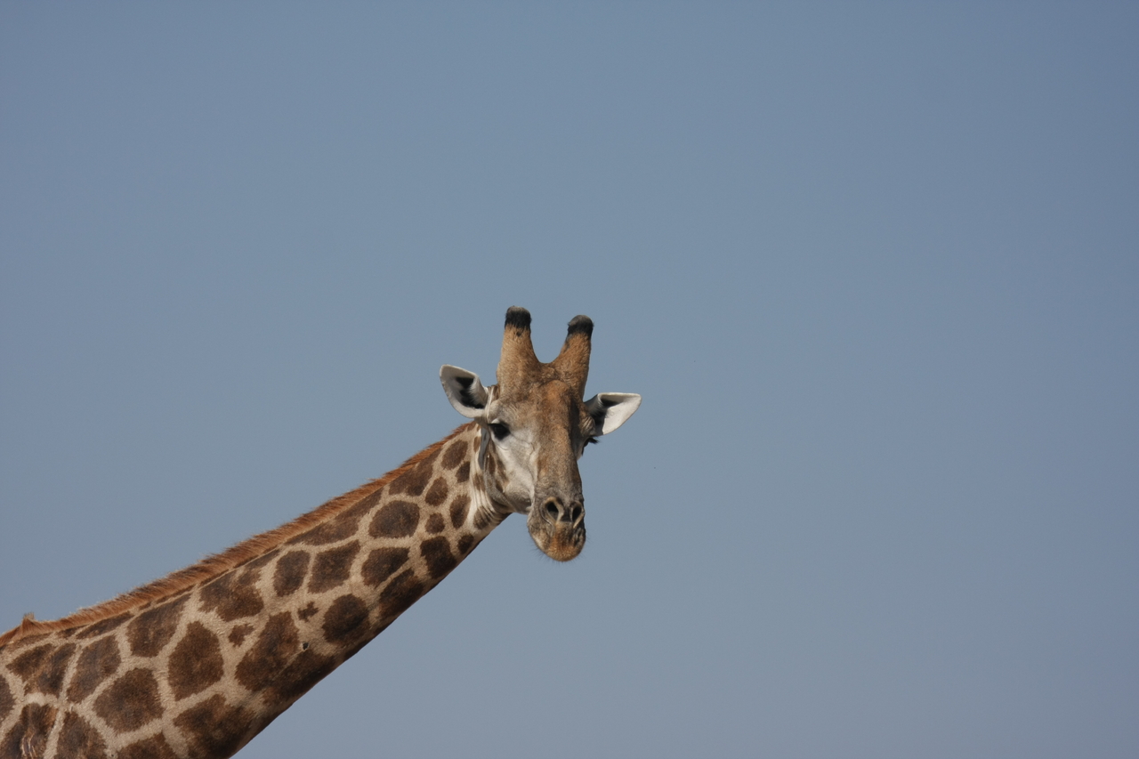 [23646] 2016_06_30_05_02_31_Africa_Canon_EOS_40D_IMG__11438.jpg