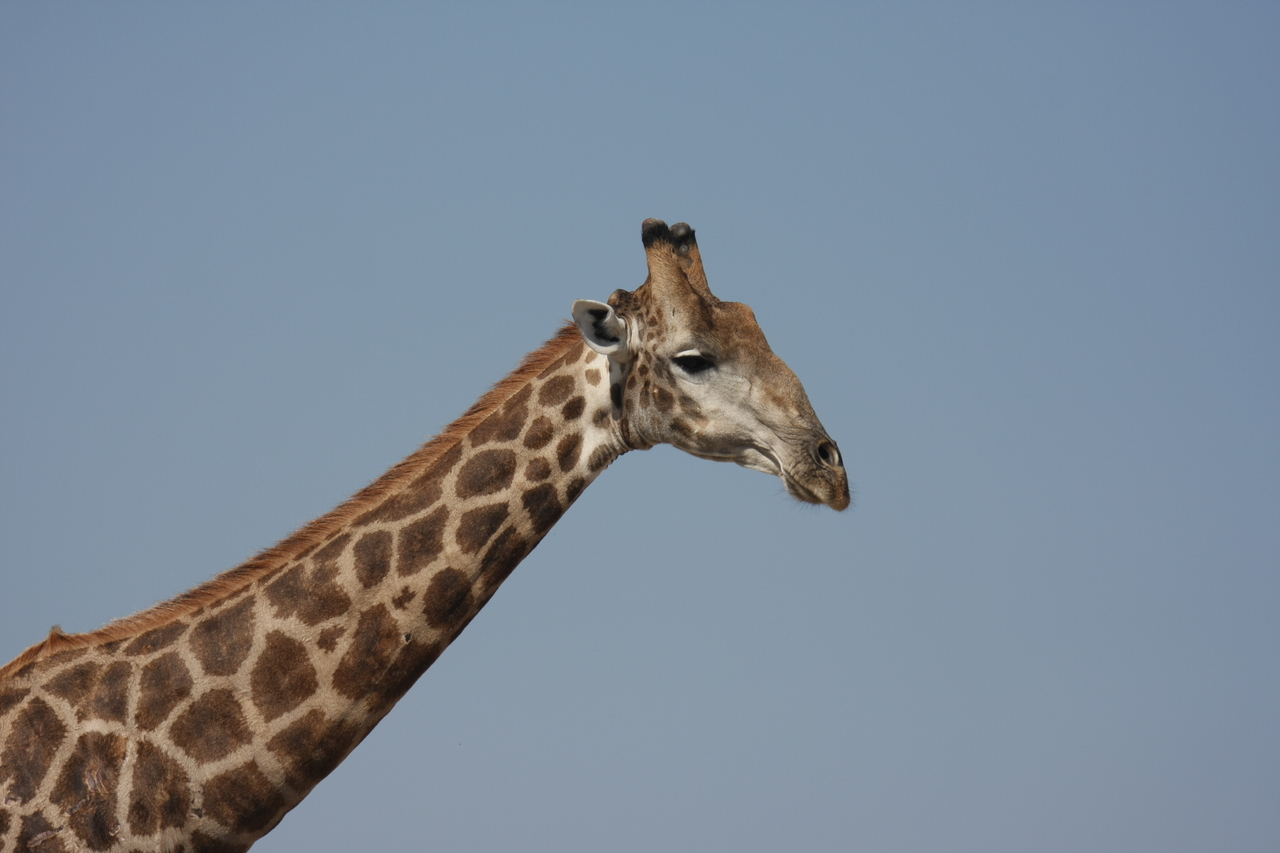 [23651] 2016_06_30_05_02_33_Africa_Canon_EOS_40D_IMG__11439.jpg