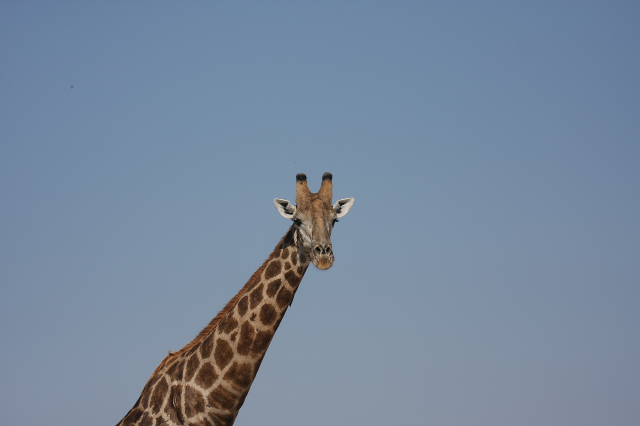 [23664] 2016_06_30_05_02_47_Africa_Canon_EOS_40D_IMG__00272.jpg