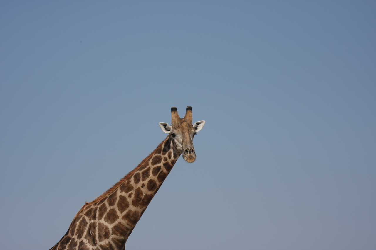 [23665] 2016_06_30_05_02_47_Africa_Canon_EOS_40D_IMG__03996.jpg