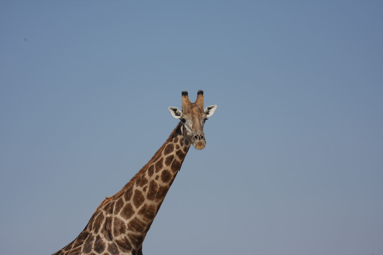 [23673] 2016_06_30_05_02_48_Africa_Canon_EOS_40D_IMG__03999.jpg