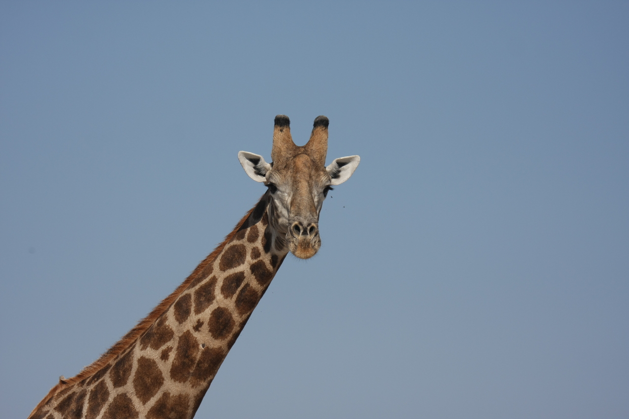 [23690] 2016_06_30_05_02_57_Africa_Canon_EOS_40D_IMG__00278.jpg