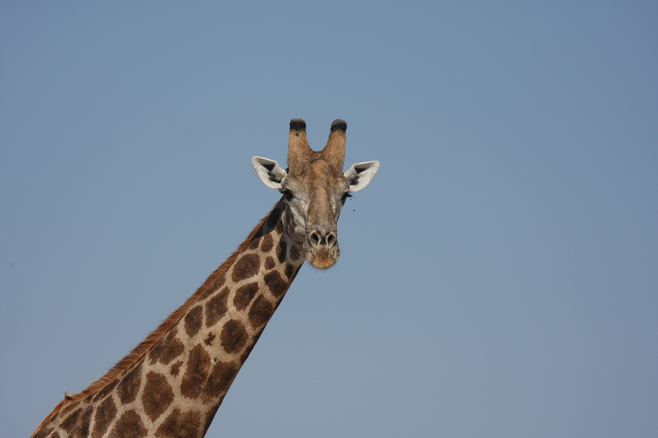 [23695] 2016_06_30_05_02_57_Africa_Canon_EOS_40D_IMG__11452.jpg