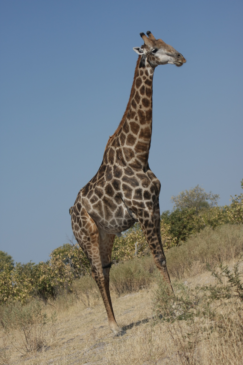 [23698] 2016_06_30_05_03_10_Africa_Canon_EOS_40D_IMG__00281.jpg