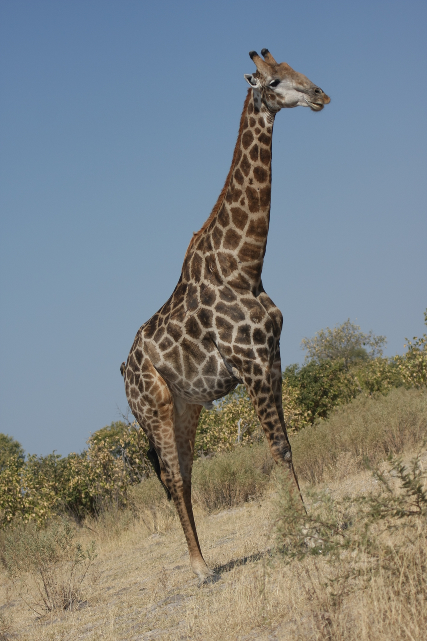 [23712] 2016_06_30_05_03_15_Africa_Canon_EOS_40D_IMG__11456.jpg