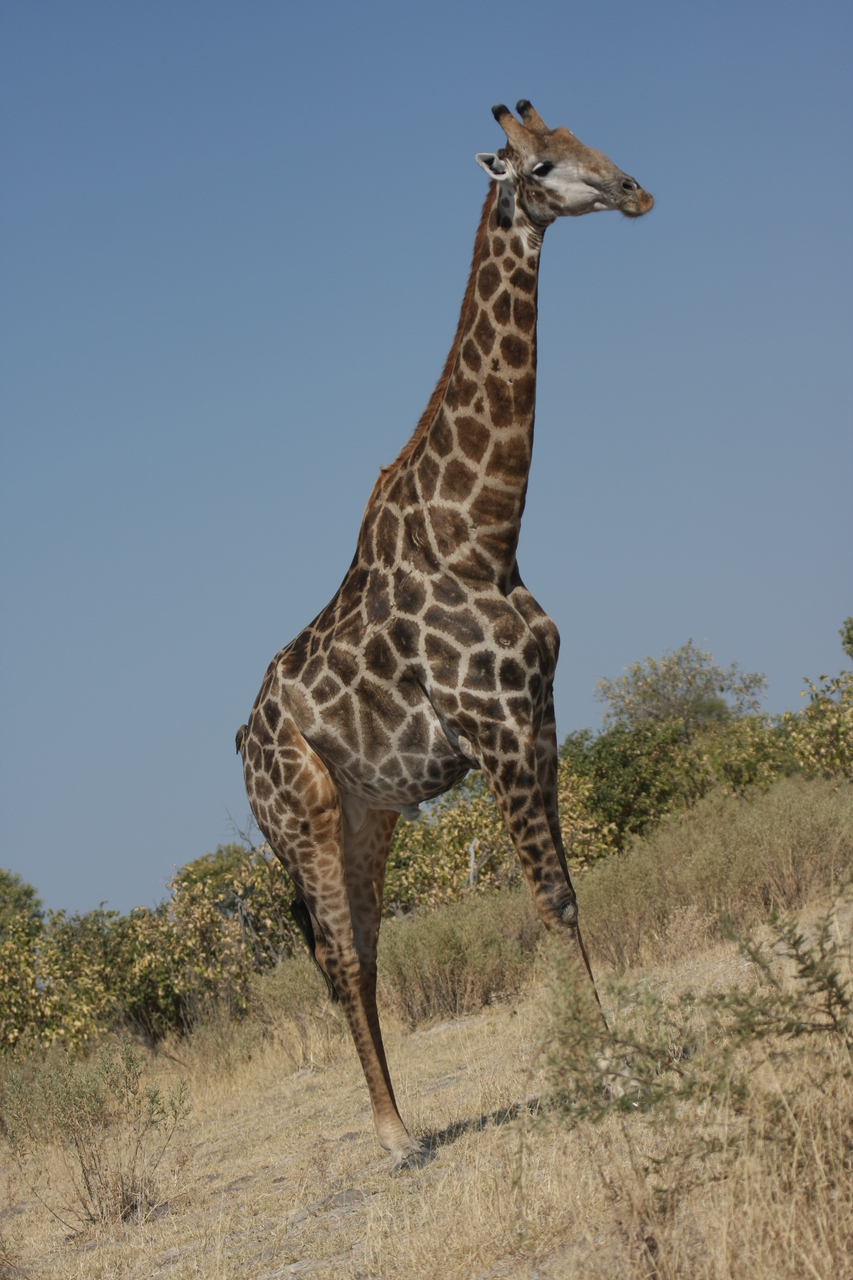 [23713] 2016_06_30_05_03_15_Africa_Canon_EOS_40D_IMG__11457.jpg