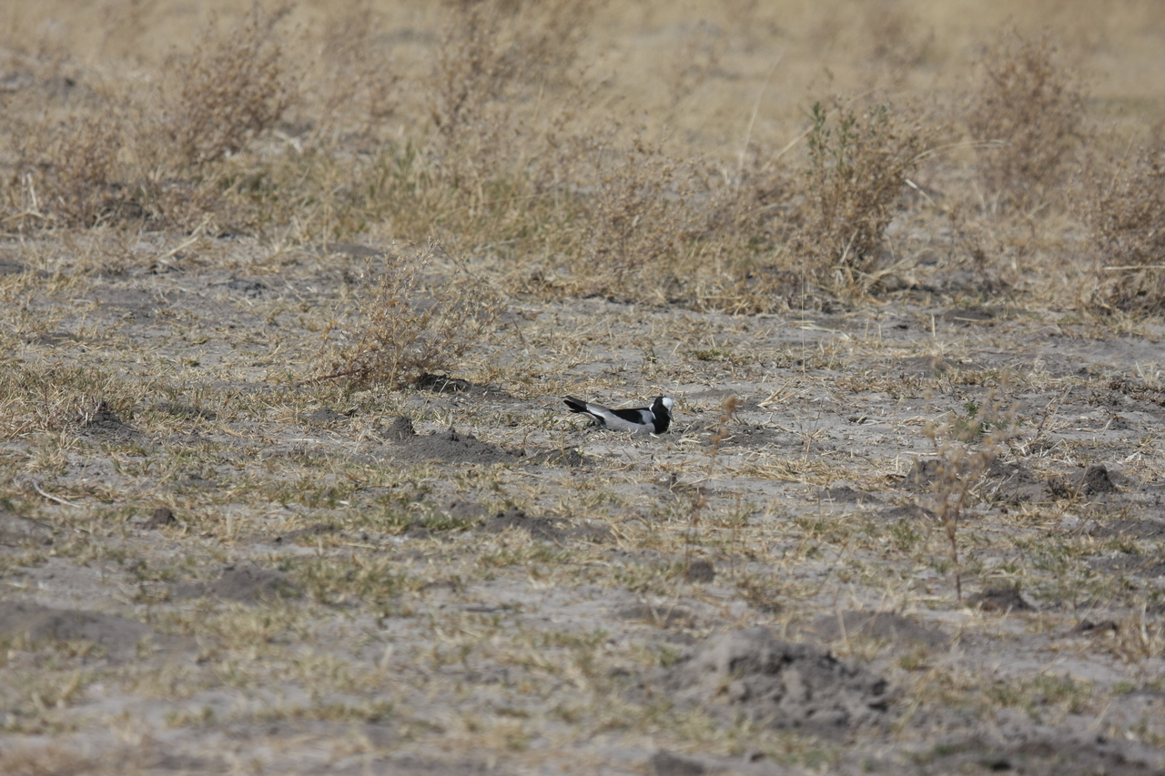 [23717] 2016_06_30_05_04_04_Africa_Canon_EOS_40D_IMG__11459.jpg