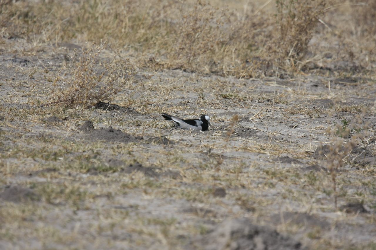 [23722] 2016_06_30_05_04_15_Africa_Canon_EOS_40D_IMG__11460.jpg