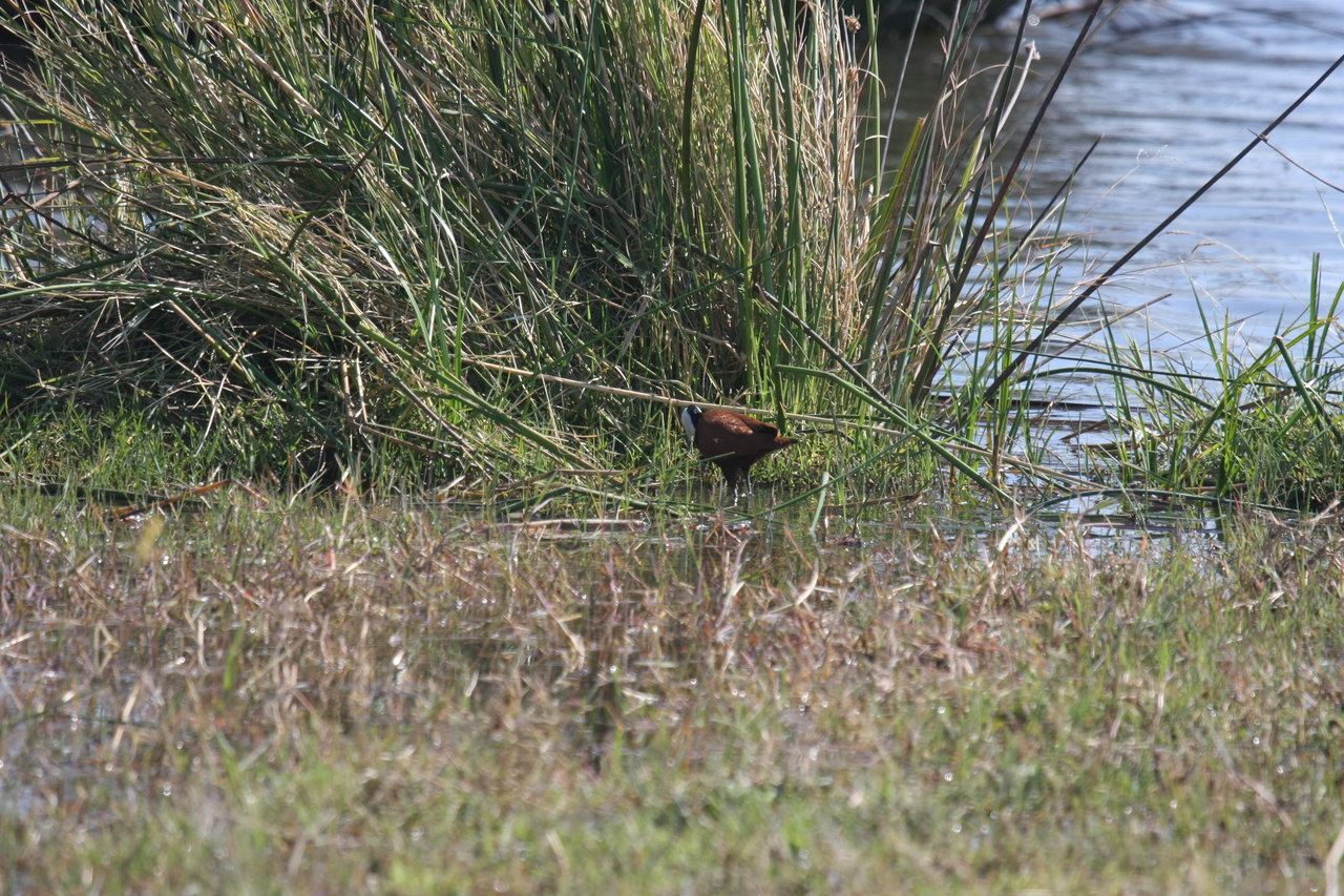 [23751] 2016_06_30_05_09_02_Africa_Canon_EOS_40D_IMG__11463.jpg