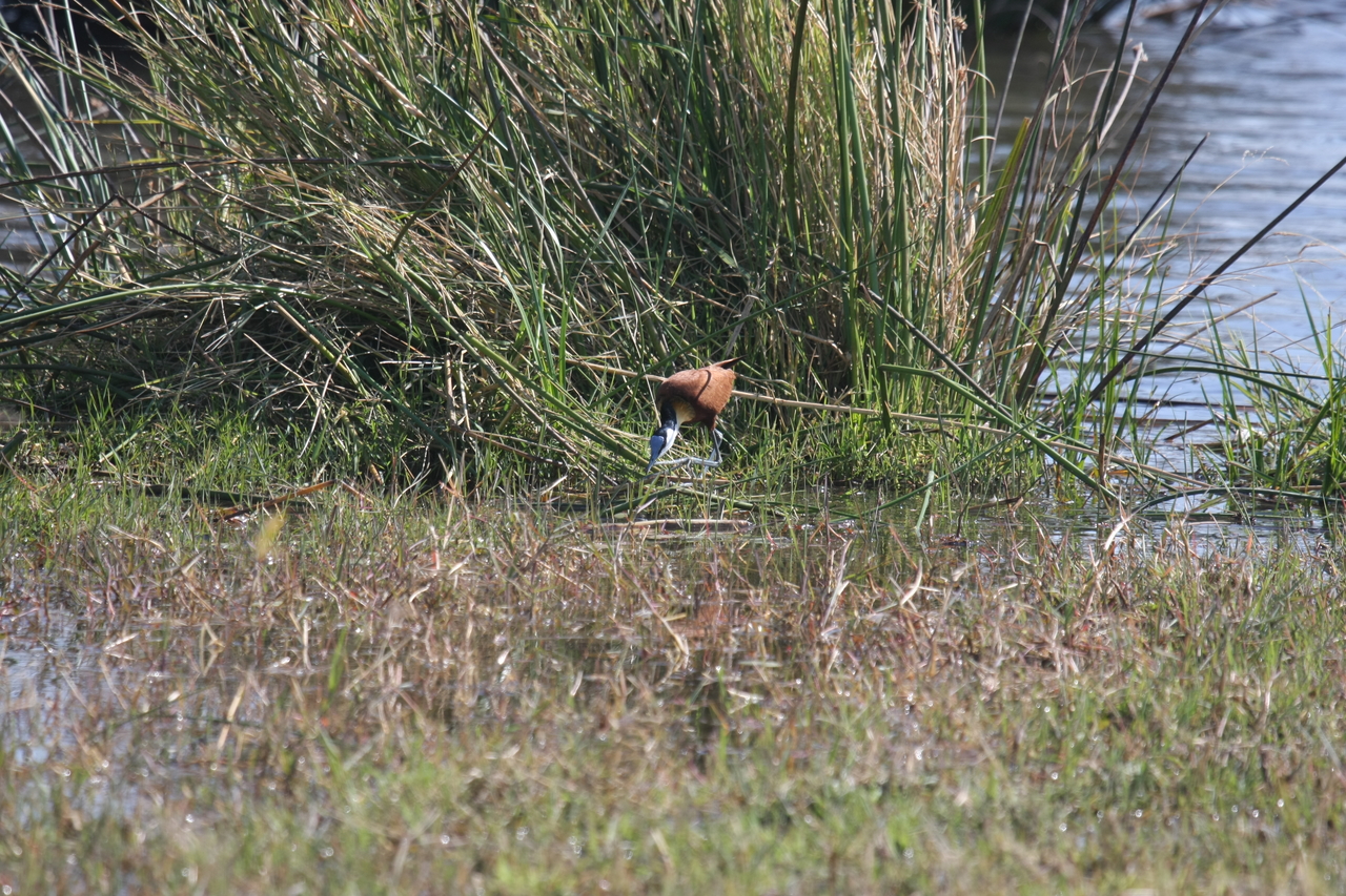 [23756] 2016_06_30_05_09_06_Africa_Canon_EOS_40D_IMG__04019.jpg