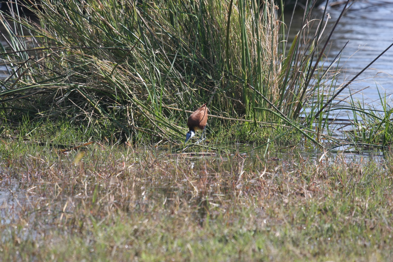 [23757] 2016_06_30_05_09_06_Africa_Canon_EOS_40D_IMG__04020.jpg