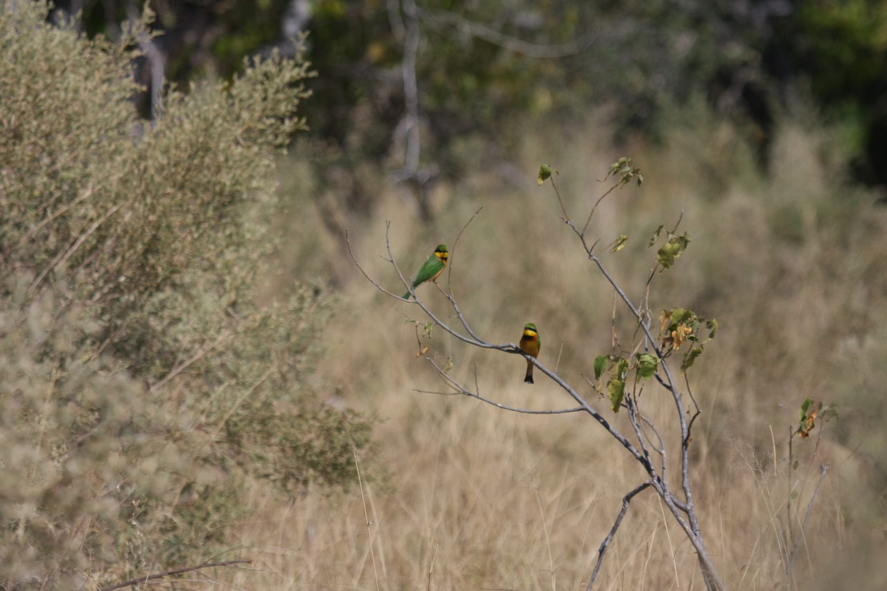 [23788] 2016_06_30_05_19_45_Africa_Canon_EOS_40D_IMG__00298.jpg