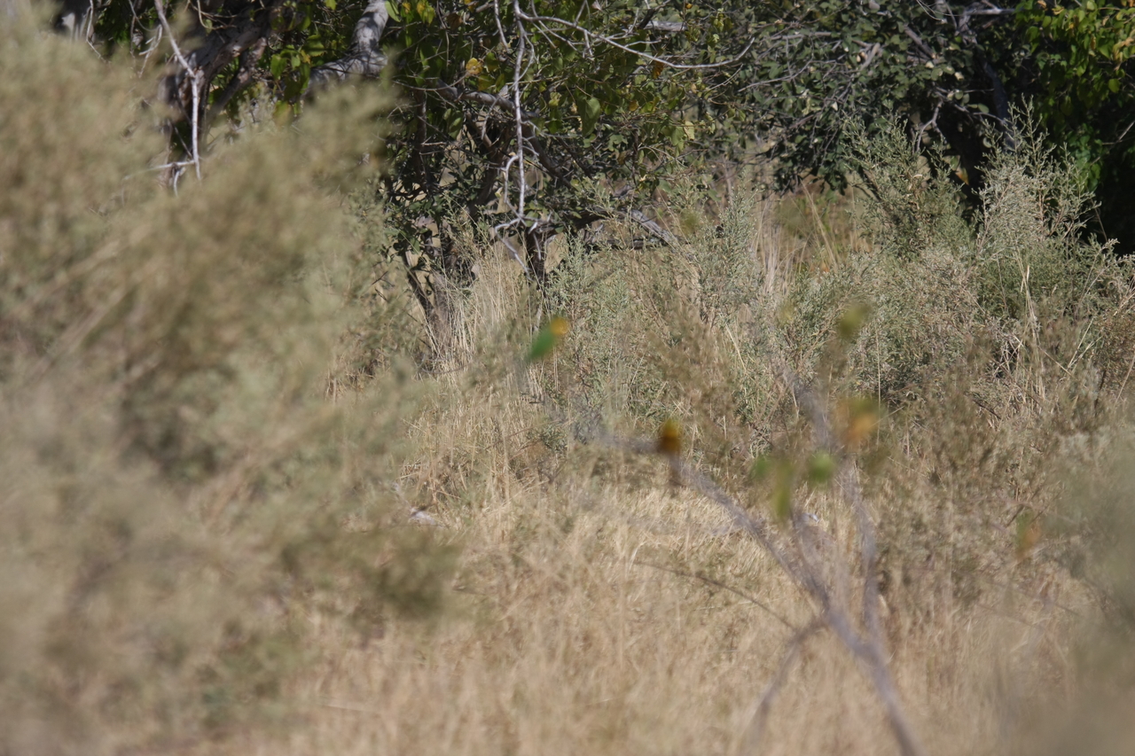 [23792] 2016_06_30_05_19_45_Africa_Canon_EOS_40D_IMG__04025.jpg