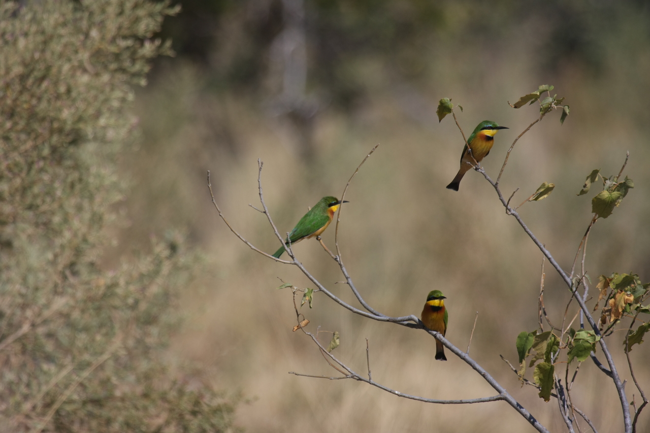 [23806] 2016_06_30_05_19_57_Africa_Canon_EOS_40D_IMG__00305.jpg