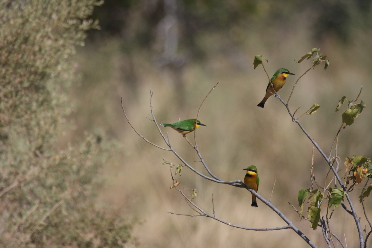 [23810] 2016_06_30_05_19_57_Africa_Canon_EOS_40D_IMG__11476.jpg