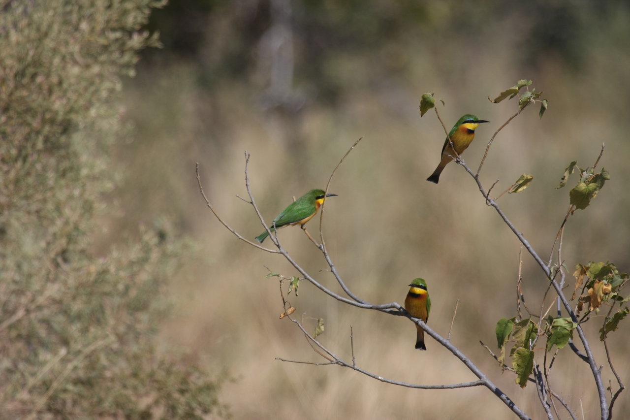 [23811] 2016_06_30_05_19_57_Africa_Canon_EOS_40D_IMG__11477.jpg