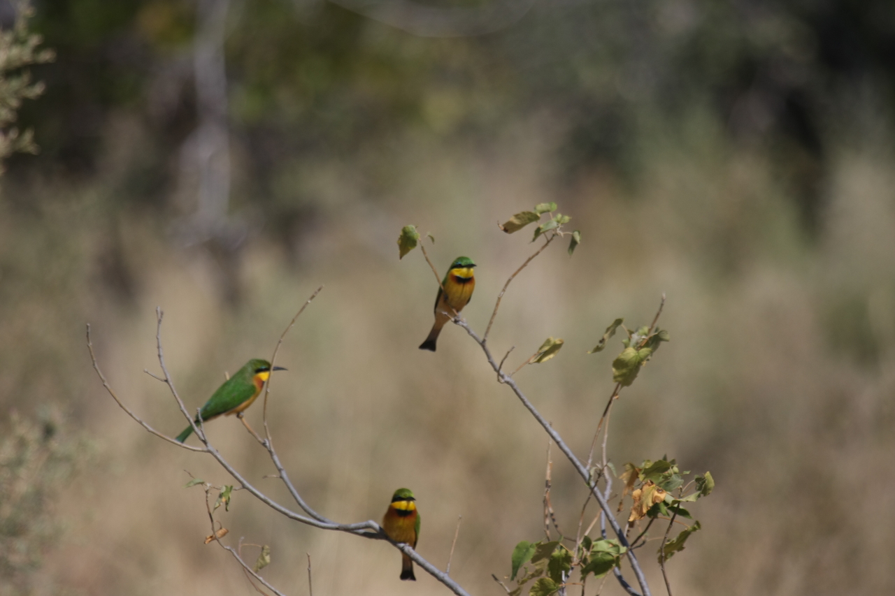 [23813] 2016_06_30_05_20_03_Africa_Canon_EOS_40D_IMG__00306.jpg