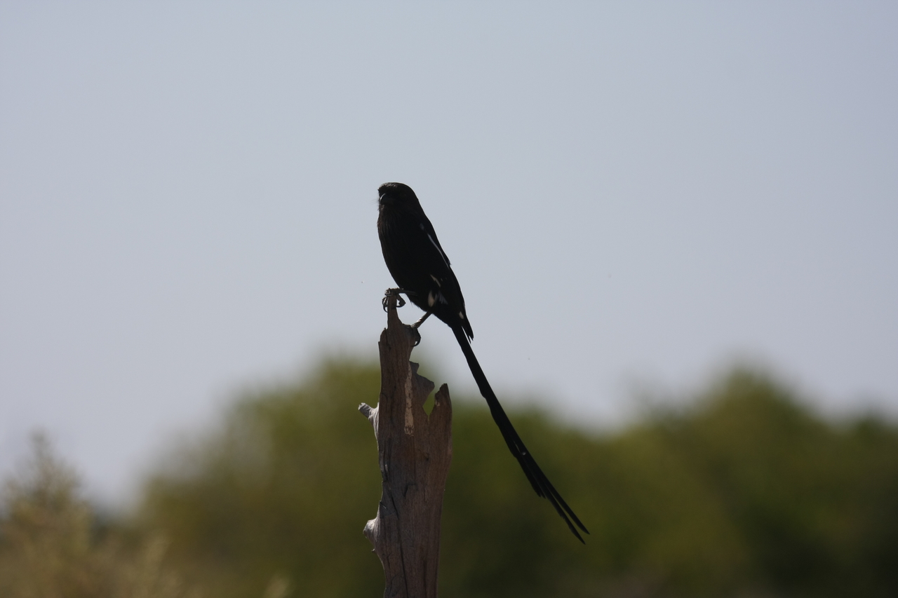 [23828] 2016_06_30_05_21_53_Africa_Canon_EOS_40D_IMG__04036.jpg