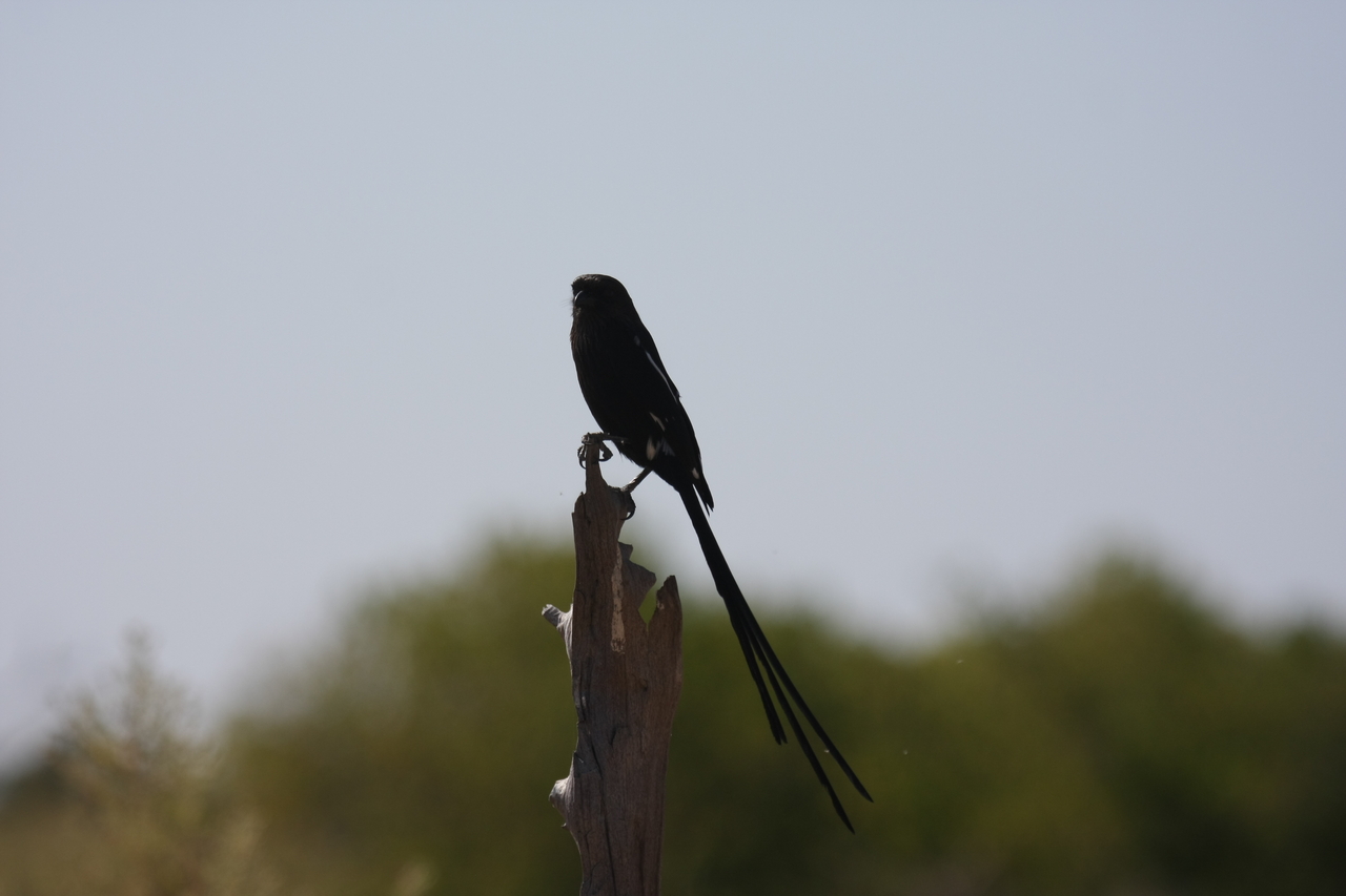 [23832] 2016_06_30_05_21_53_Africa_Canon_EOS_40D_IMG__11484.jpg