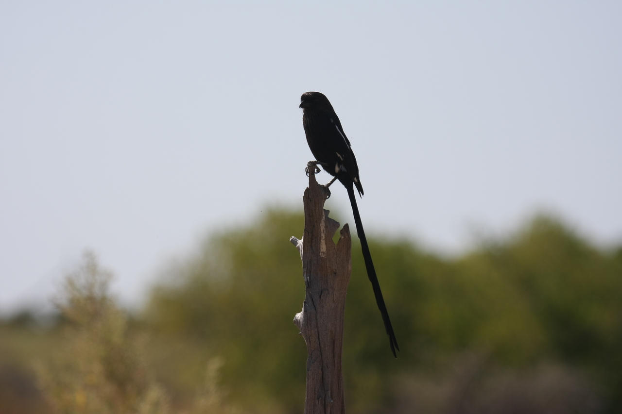 [23836] 2016_06_30_05_21_57_Africa_Canon_EOS_40D_IMG__04038.jpg