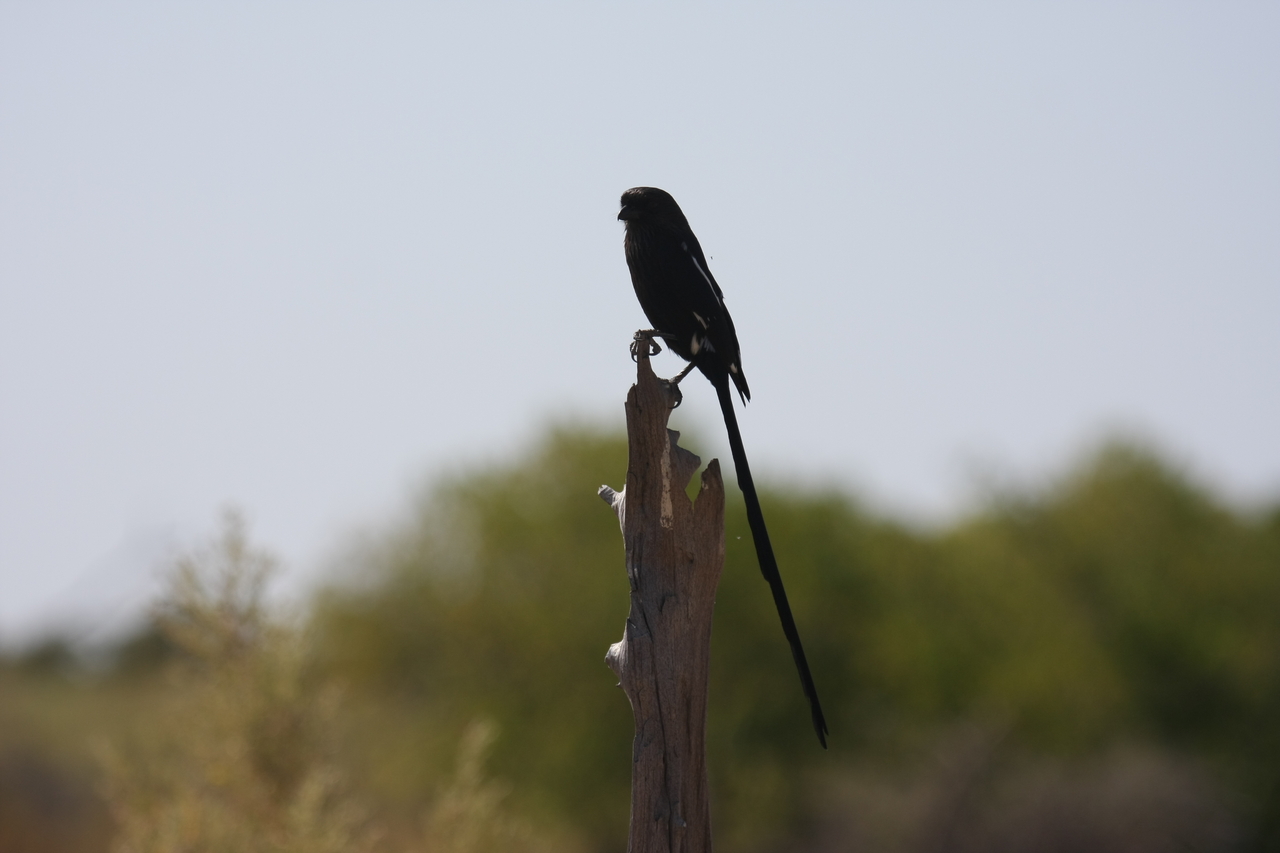 [23837] 2016_06_30_05_21_57_Africa_Canon_EOS_40D_IMG__04040.jpg