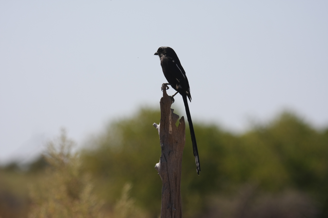 [23841] 2016_06_30_05_21_57_Africa_Canon_EOS_40D_IMG__11488.jpg