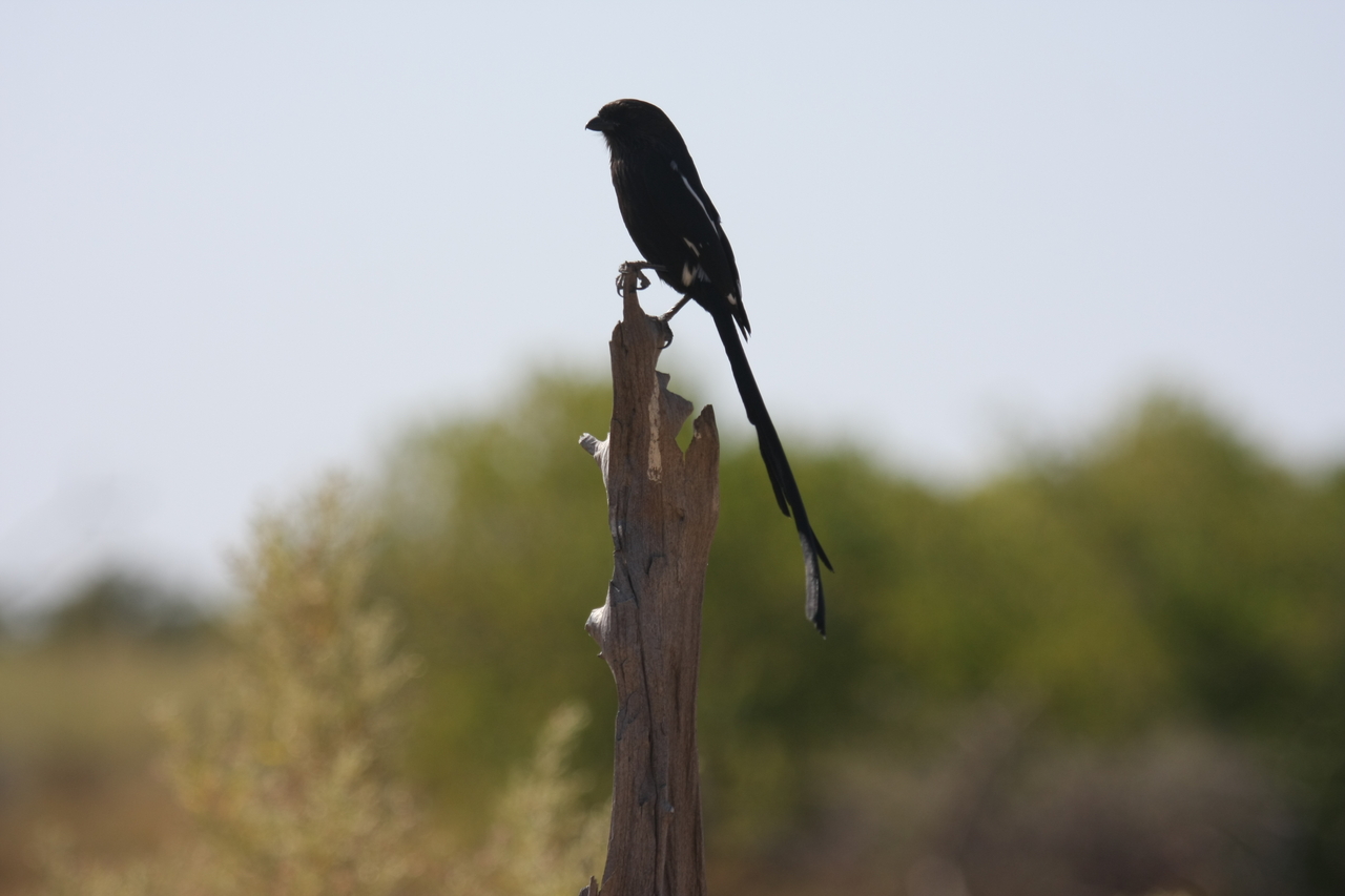 [23842] 2016_06_30_05_22_05_Africa_Canon_EOS_40D_IMG__00316.jpg