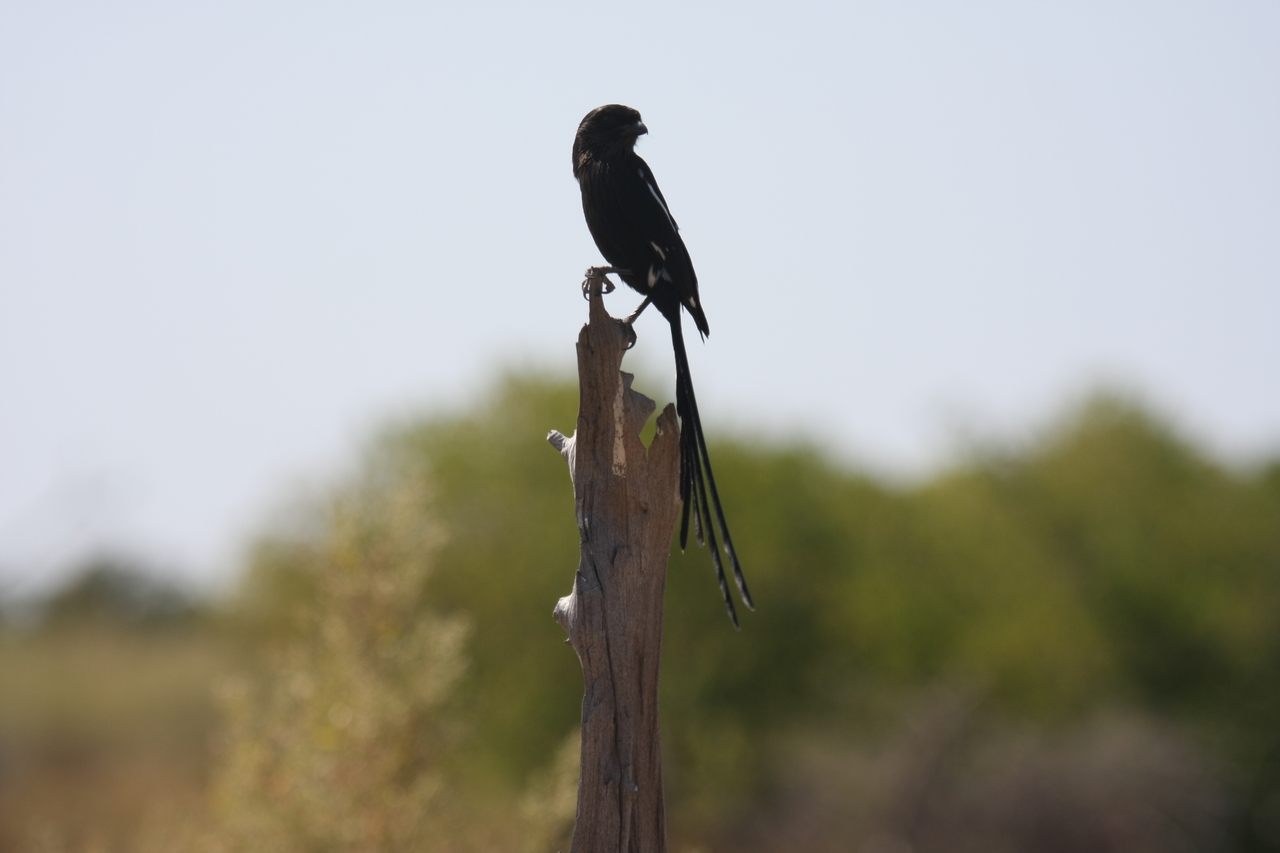 [23847] 2016_06_30_05_22_05_Africa_Canon_EOS_40D_IMG__04044.jpg