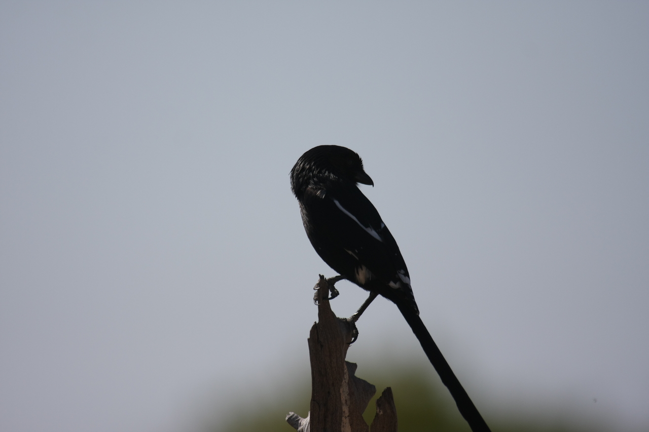 [23853] 2016_06_30_05_22_31_Africa_Canon_EOS_40D_IMG__11492.jpg