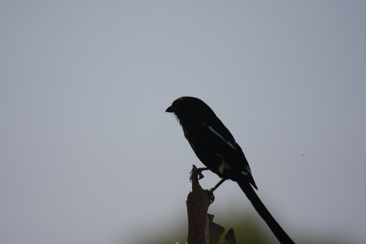 [23855] 2016_06_30_05_22_41_Africa_Canon_EOS_40D_IMG__00321.jpg