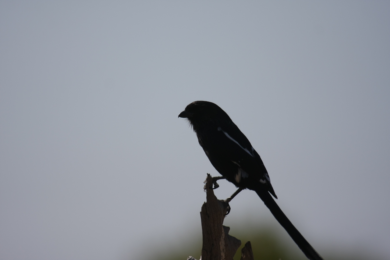 [23859] 2016_06_30_05_22_41_Africa_Canon_EOS_40D_IMG__04048.jpg