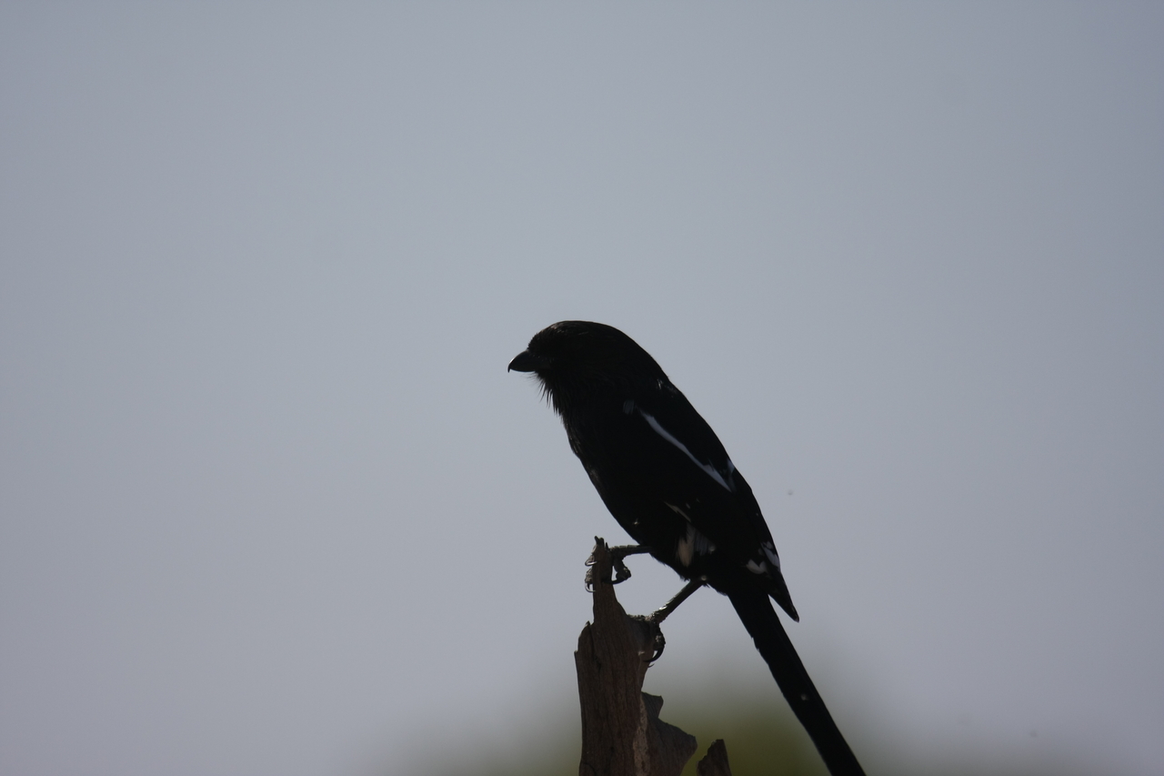 [23860] 2016_06_30_05_22_41_Africa_Canon_EOS_40D_IMG__11493.jpg