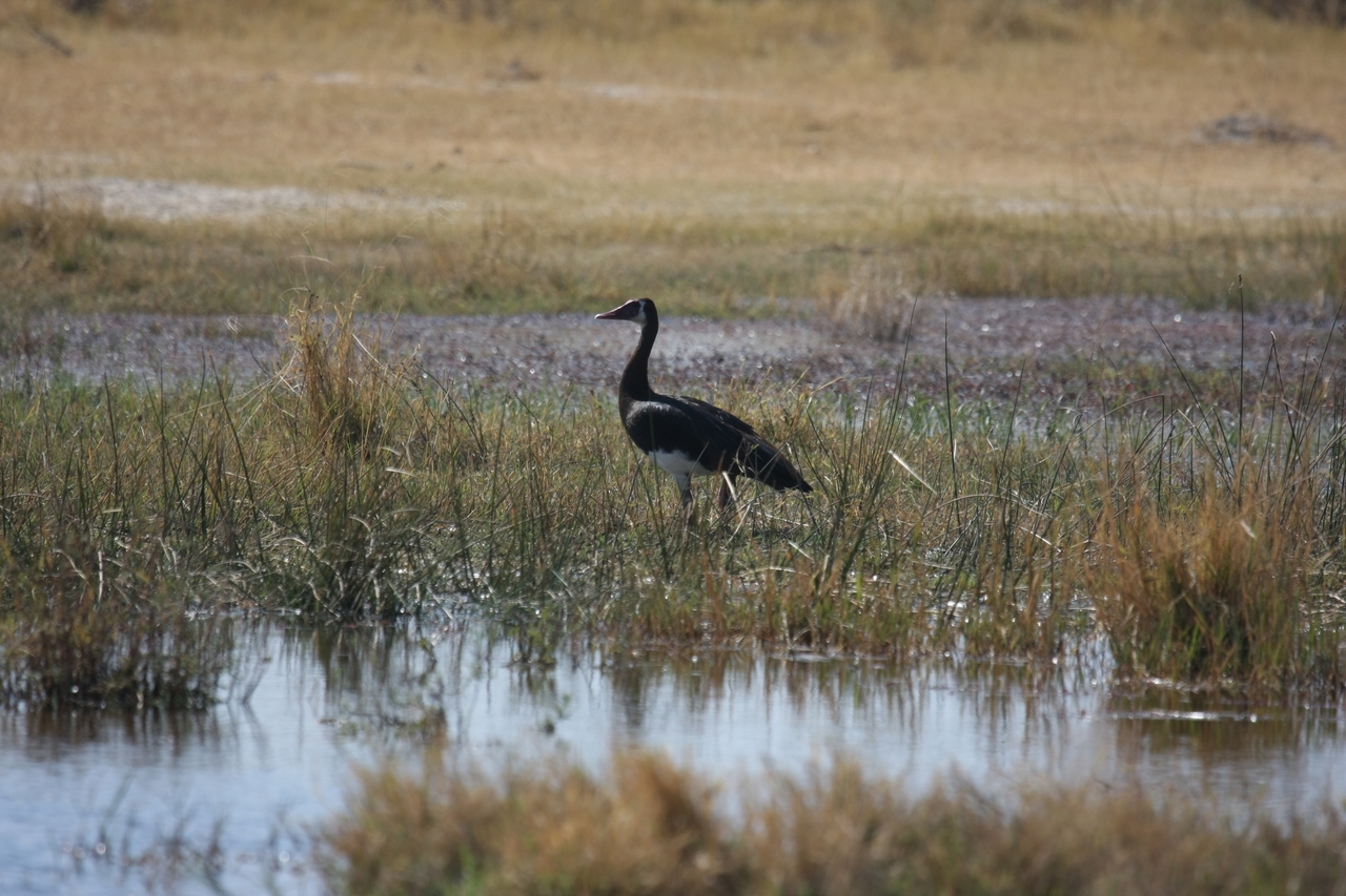 [23866] 2016_06_30_05_23_43_Africa_Canon_EOS_40D_IMG__04049.jpg