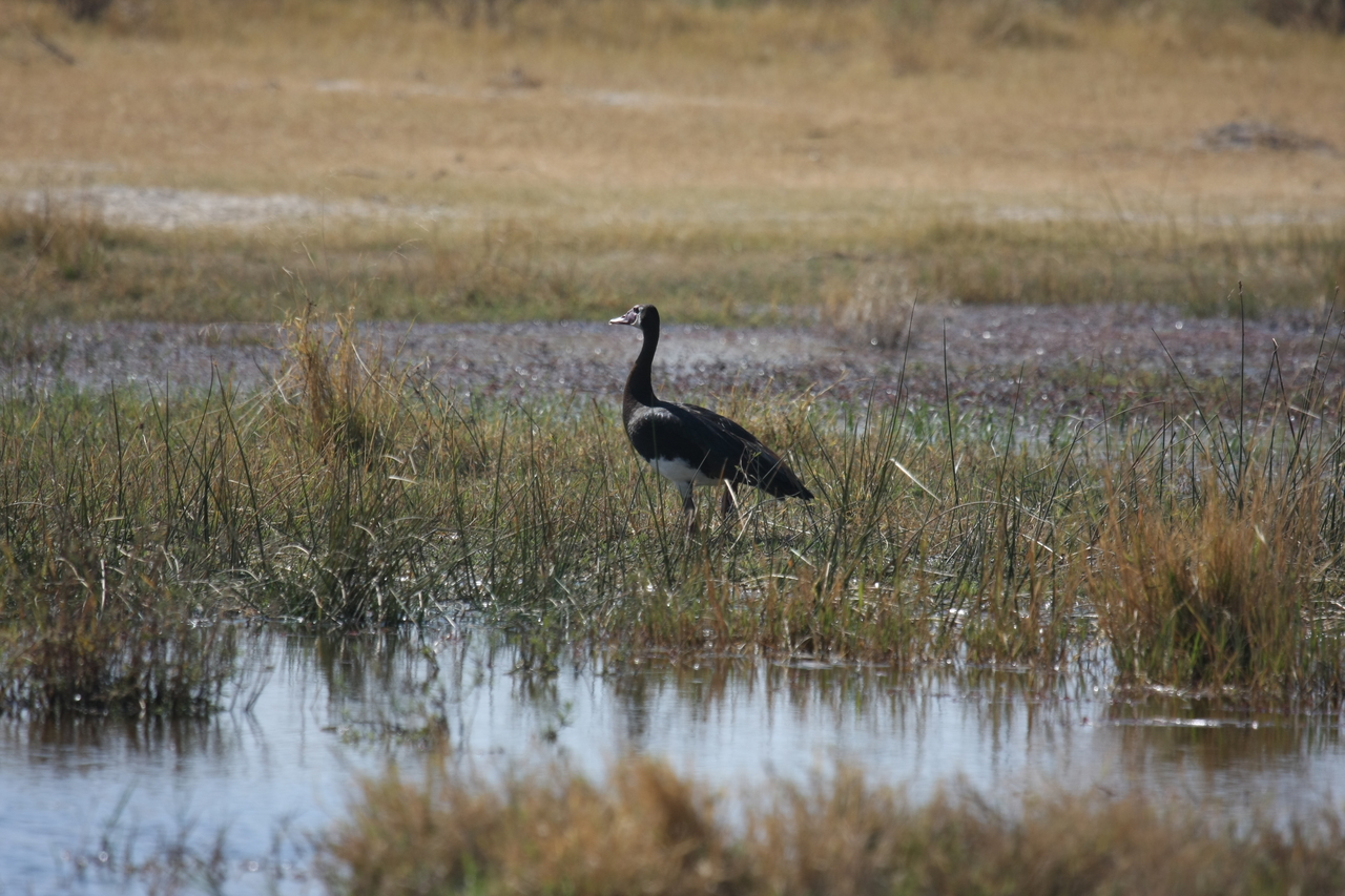 [23871] 2016_06_30_05_23_43_Africa_Canon_EOS_40D_IMG__11499.jpg