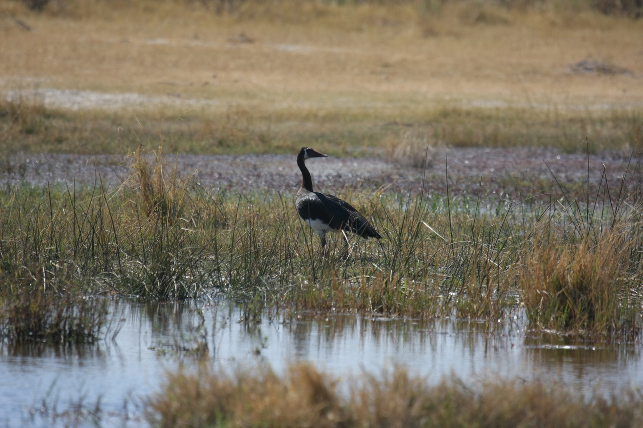 [23872] 2016_06_30_05_23_46_Africa_Canon_EOS_40D_IMG__00327.jpg