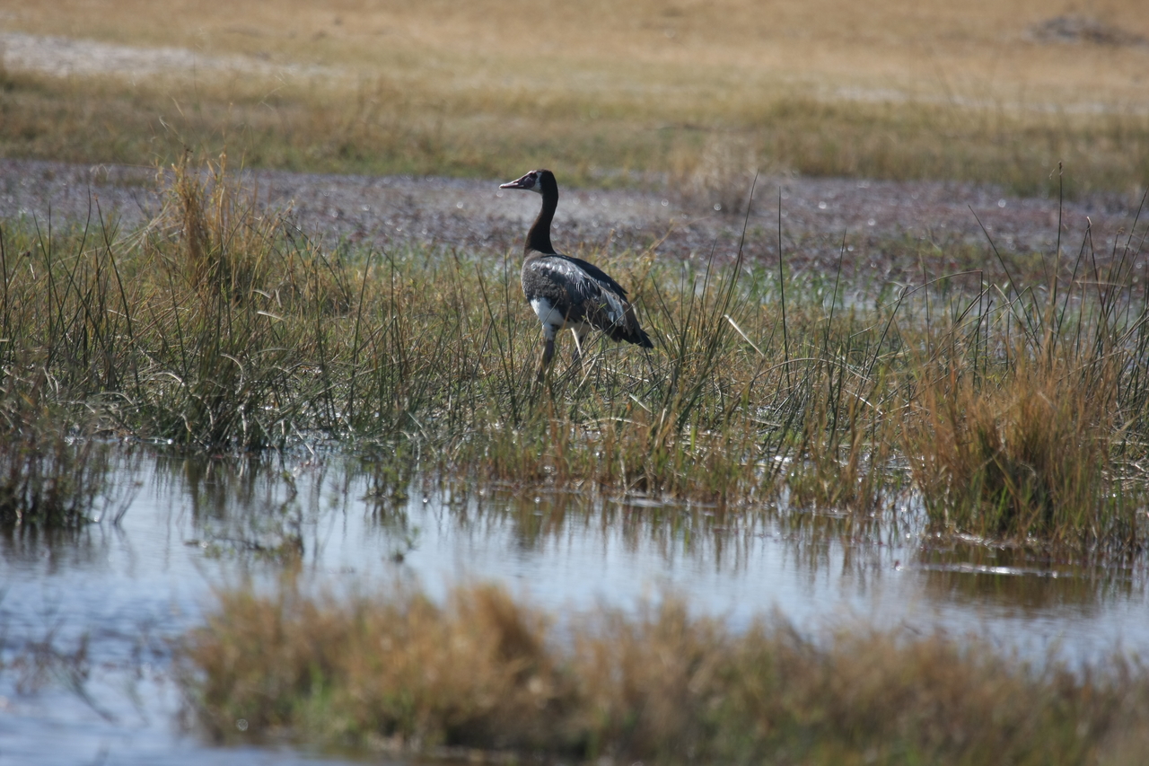 [23886] 2016_06_30_05_24_40_Africa_Canon_EOS_40D_IMG__04057.jpg