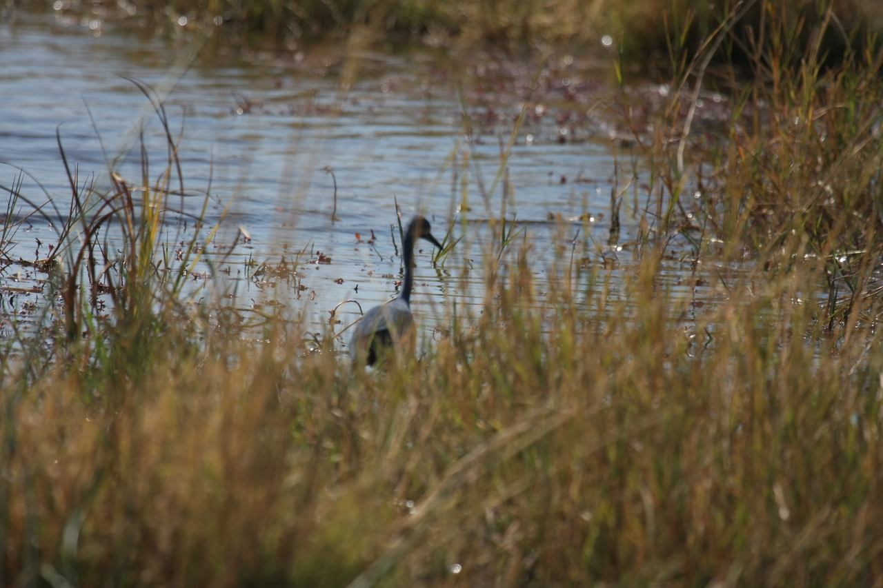 [23894] 2016_06_30_05_24_47_Africa_Canon_EOS_40D_IMG__11506.jpg