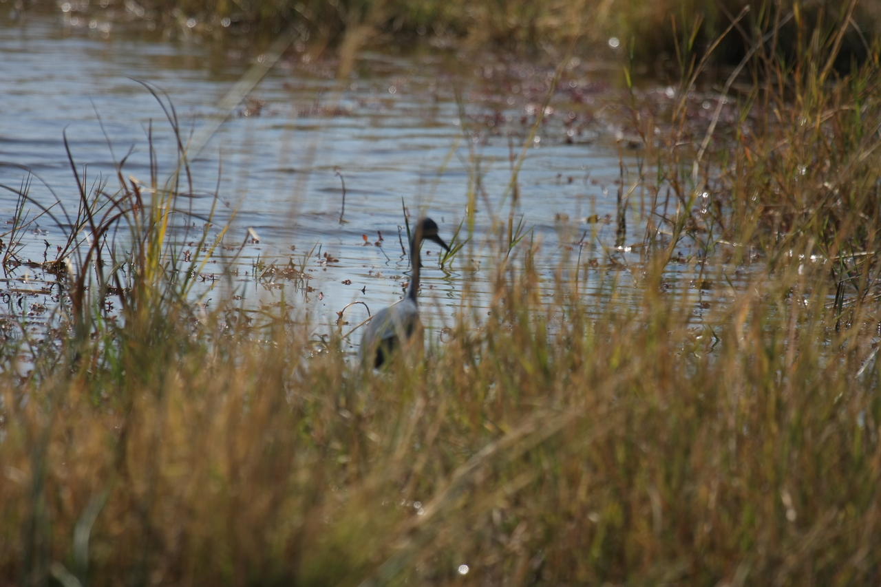[23895] 2016_06_30_05_24_47_Africa_Canon_EOS_40D_IMG__11507.jpg