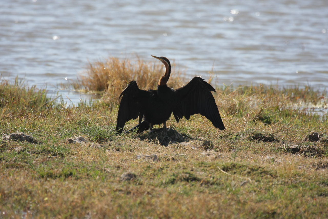 [23918] 2016_06_30_05_25_38_Africa_Canon_EOS_40D_IMG__11516.jpg