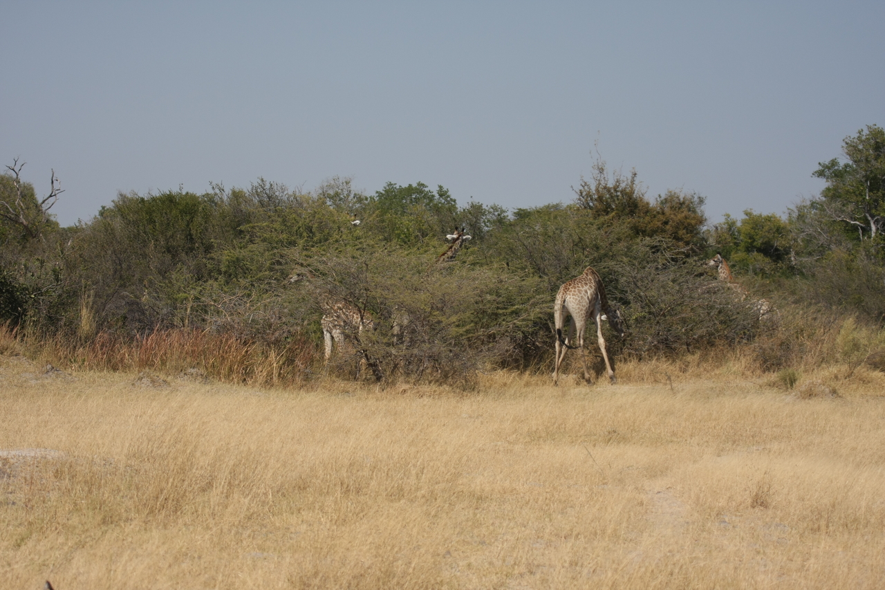 [23929] 2016_06_30_05_28_55_Africa_Canon_EOS_40D_IMG__00346.jpg