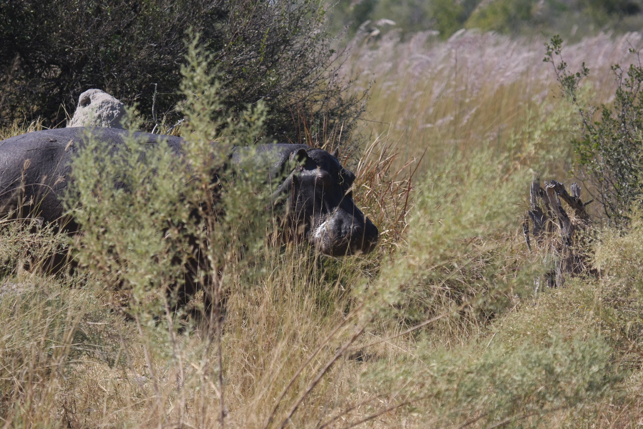 [23938] 2016_06_30_05_29_05_Africa_Canon_EOS_40D_IMG__04075.jpg