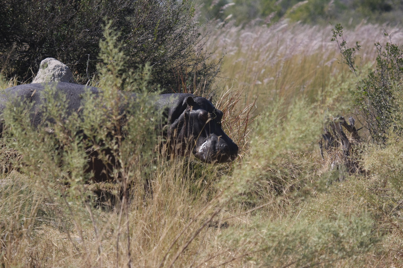 [23943] 2016_06_30_05_29_05_Africa_Canon_EOS_40D_IMG__11524.jpg