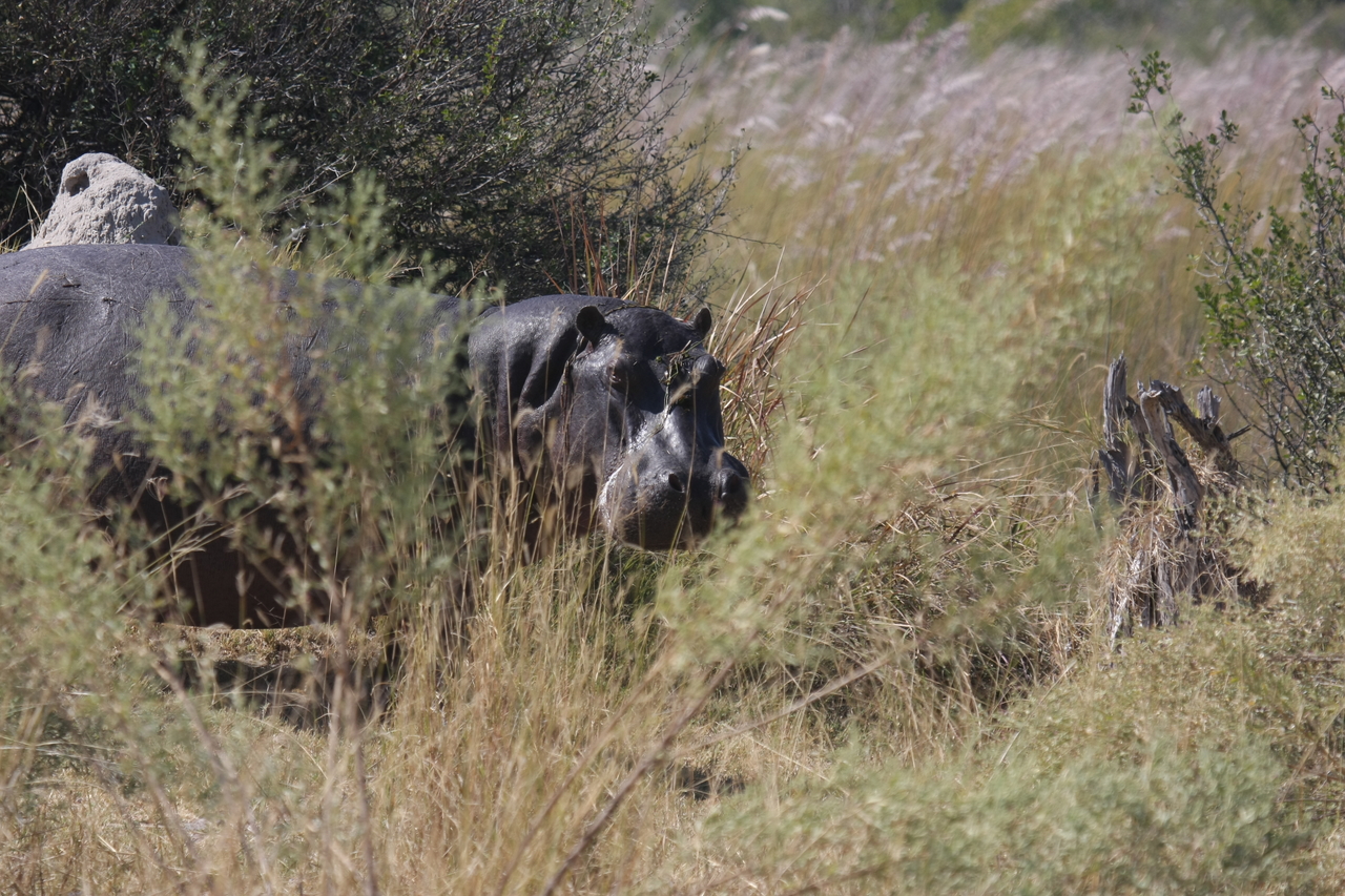 [23948] 2016_06_30_05_29_10_Africa_Canon_EOS_40D_IMG__04079.jpg