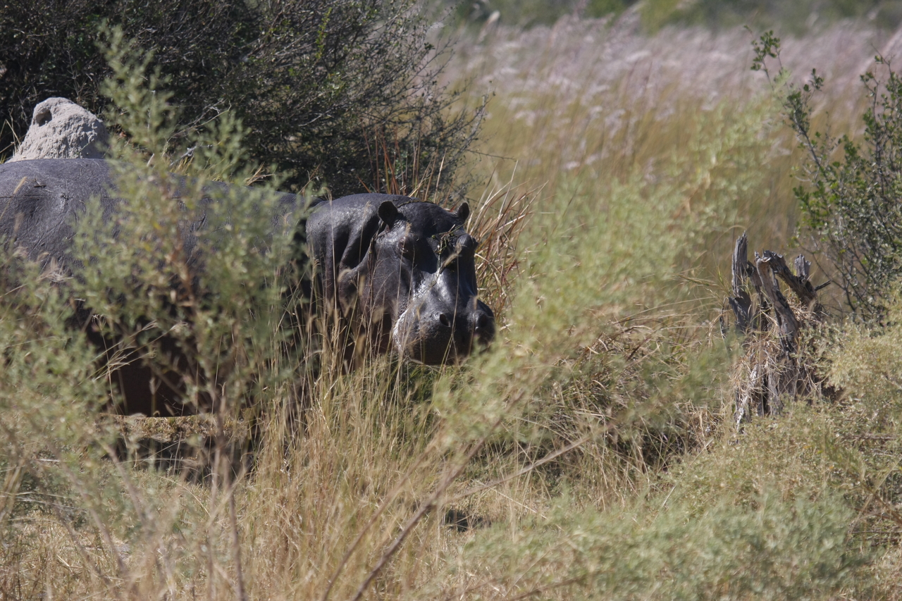 [23949] 2016_06_30_05_29_10_Africa_Canon_EOS_40D_IMG__04080.jpg