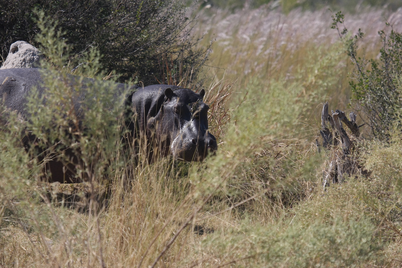 [23955] 2016_06_30_05_29_11_Africa_Canon_EOS_40D_IMG__11528.jpg