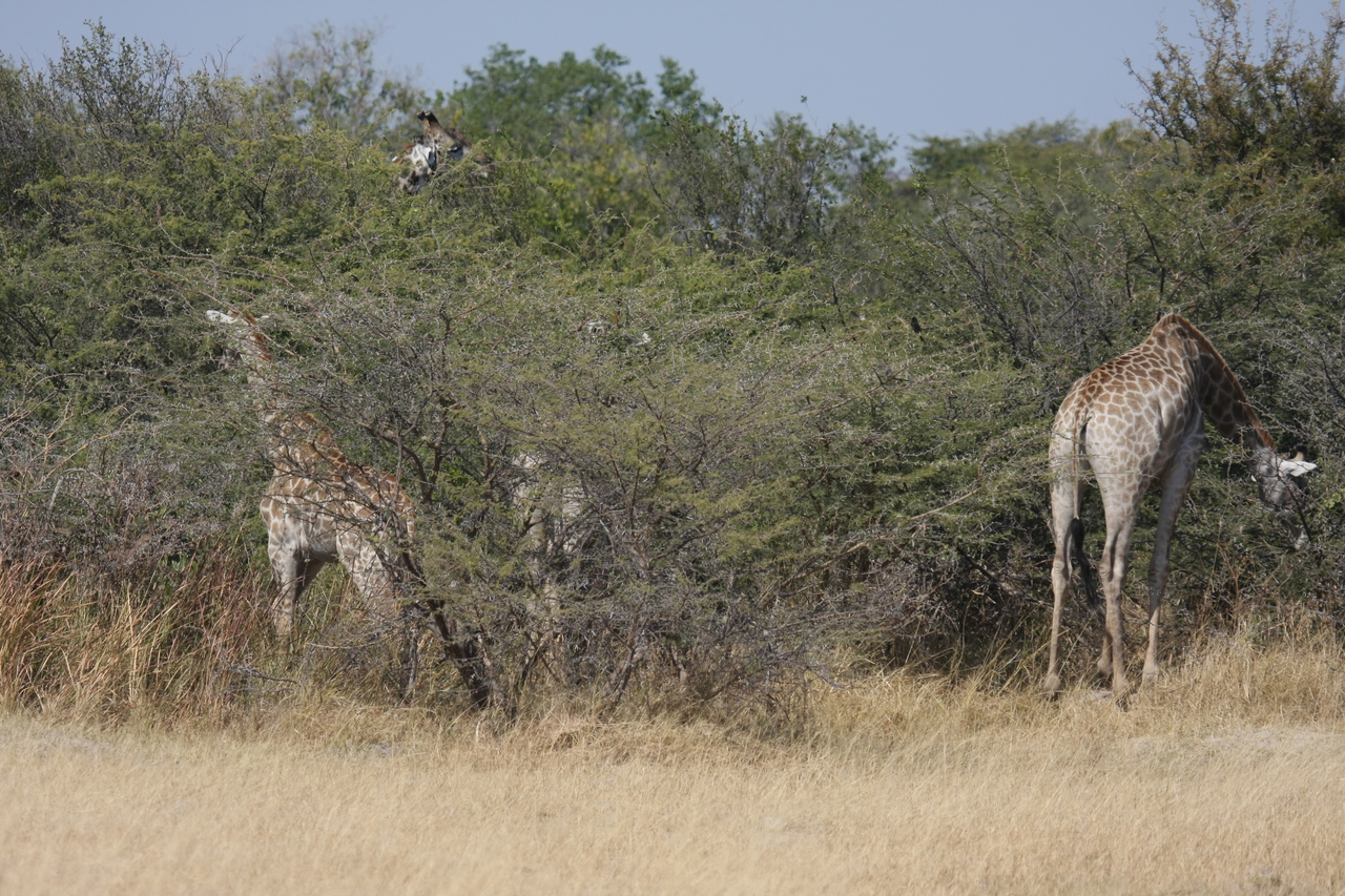 [23957] 2016_06_30_05_29_23_Africa_Canon_EOS_40D_IMG__00357.jpg