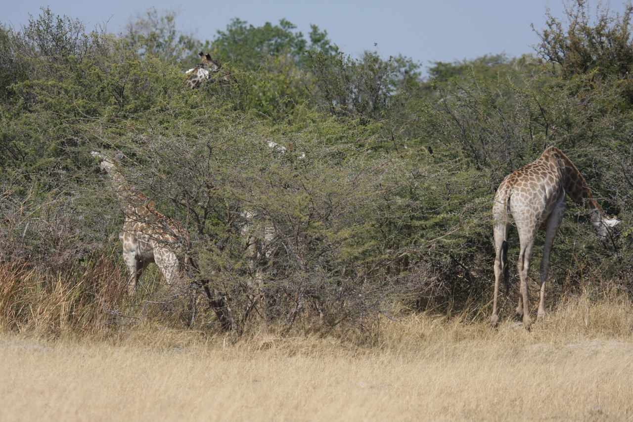[23961] 2016_06_30_05_29_23_Africa_Canon_EOS_40D_IMG__04085.jpg