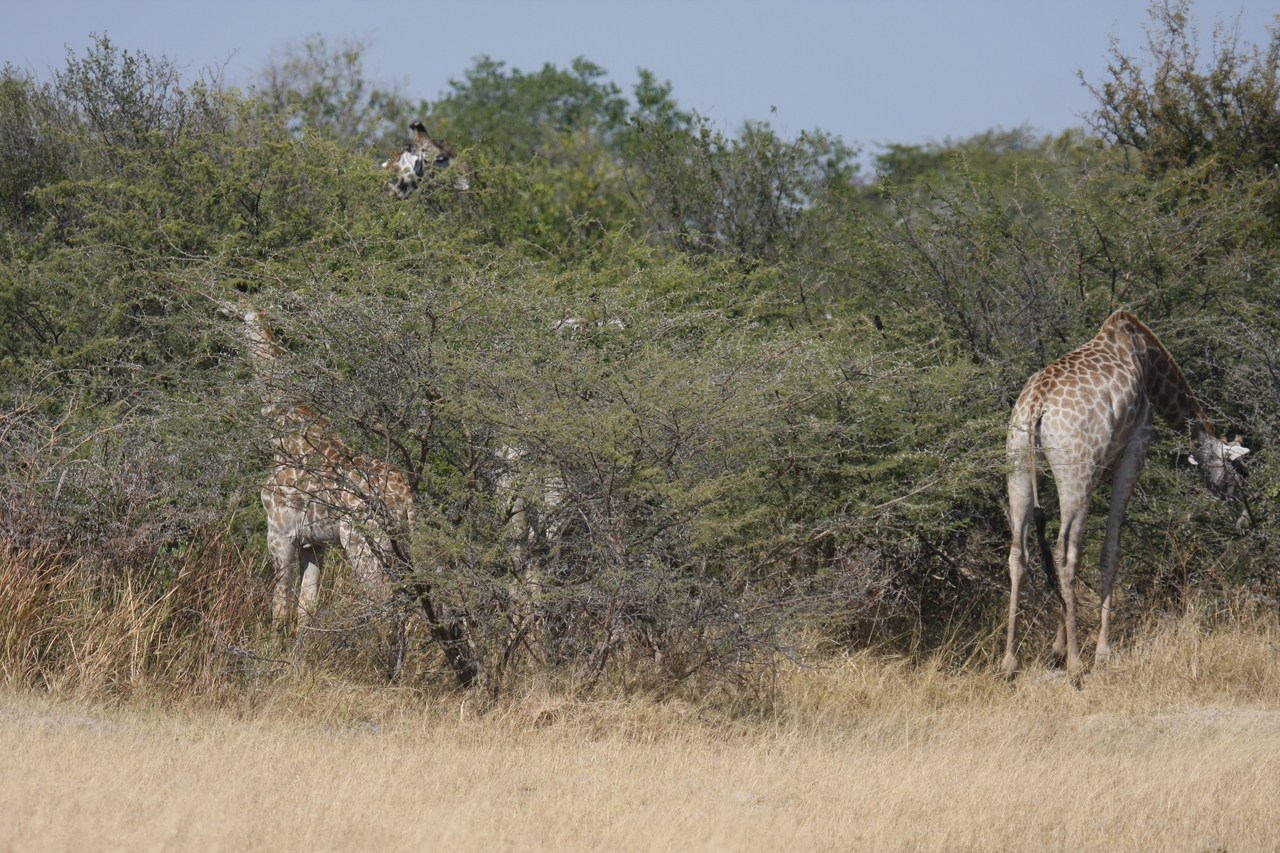 [23962] 2016_06_30_05_29_23_Africa_Canon_EOS_40D_IMG__11529.jpg