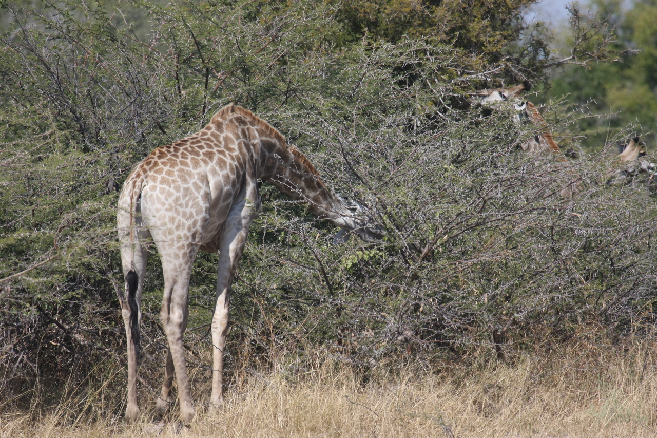 [23970] 2016_06_30_05_30_22_Africa_Canon_EOS_40D_IMG__00363.jpg